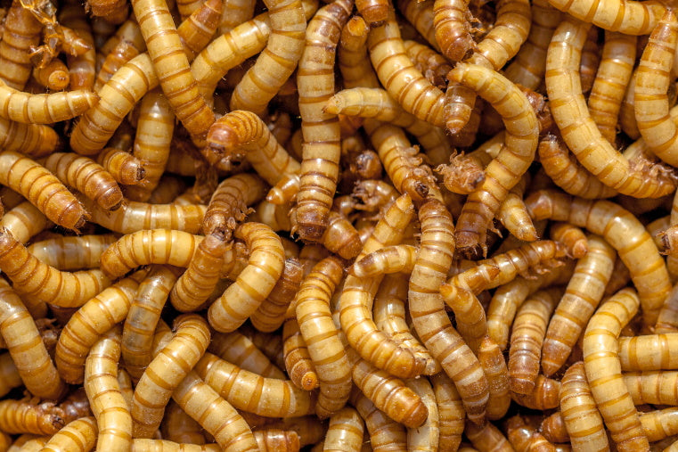 live mealworms 50g