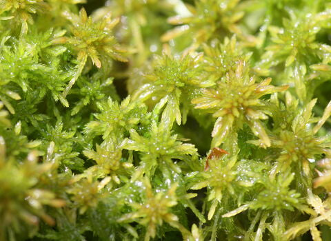 Sphagnum Moss 10g